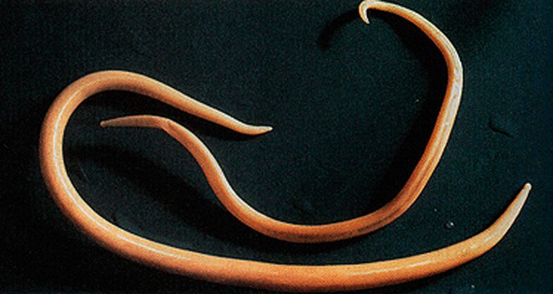 Parasitic worms can enter the human body