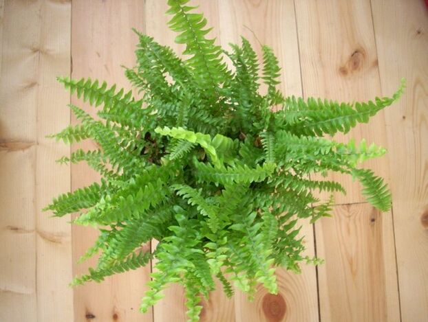 ferns to prevent parasites