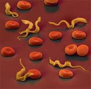 Parasitic