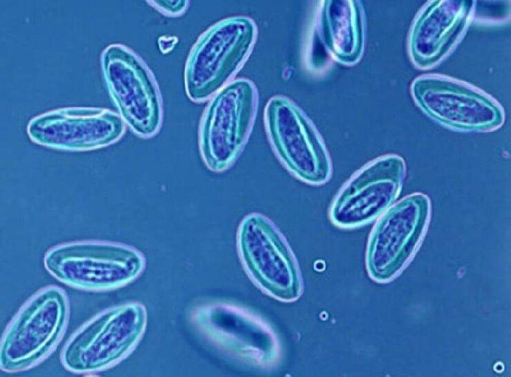 Worms in humans