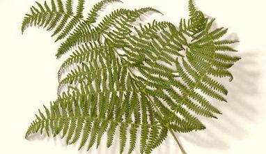 Herbal medicine treats parasites in the body