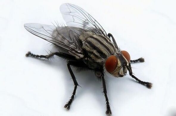 flies as a carrier of human parasites