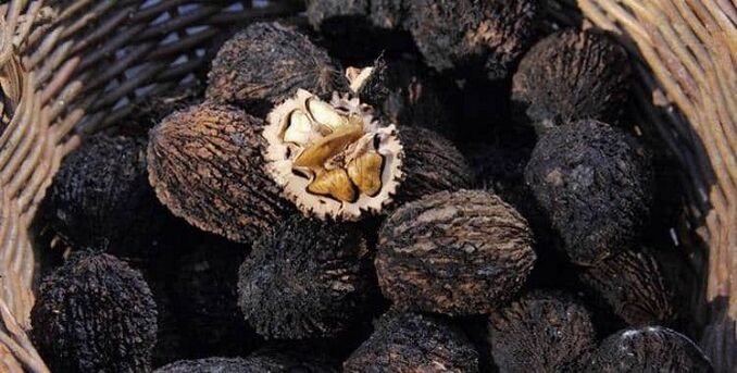 Black walnuts treat parasites in the body