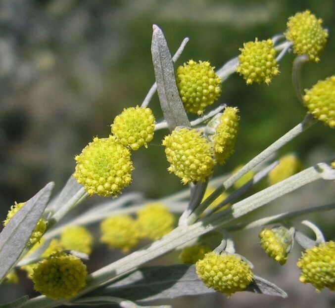 Mugwort to remove parasites from the body