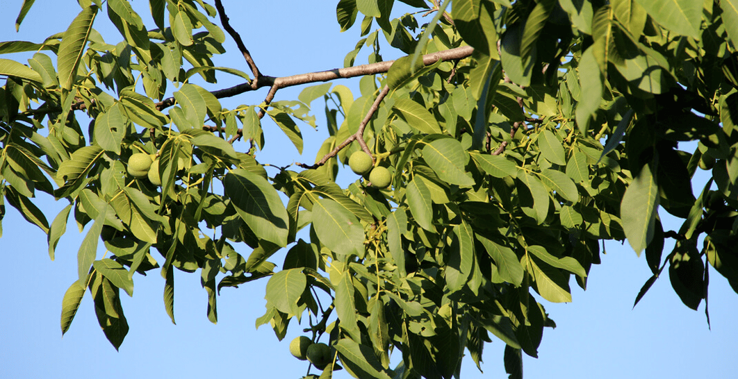 The parasite lives in walnuts