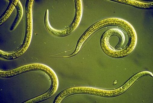 Parasitic roundworms live in the human small intestine