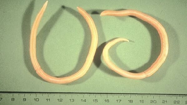 Roundworms are worms that show signs of fatigue and coughing.