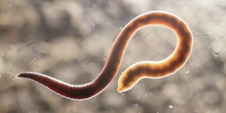 Pinworms in humans